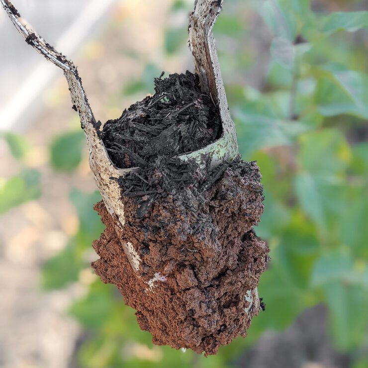 using a bulb planting tool