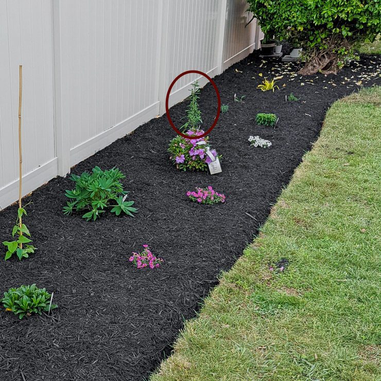 starter garden in the spring with a small aster plant circled