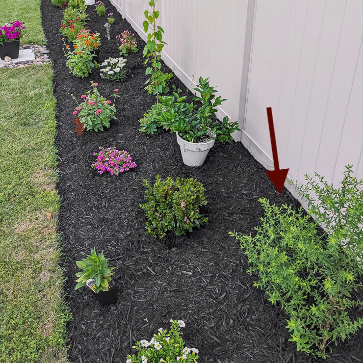 starter garden in the spring with an arrow pointing to an aster bush