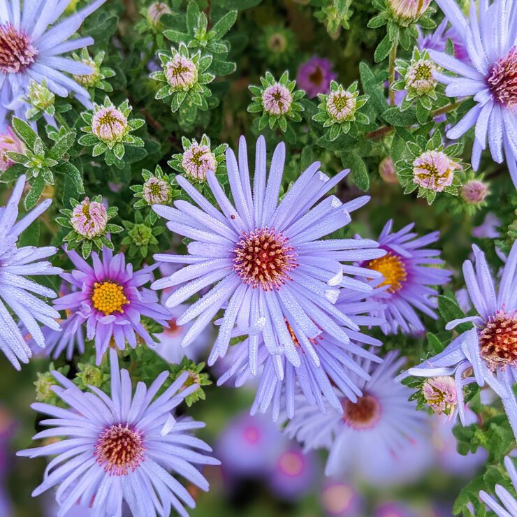 purple-blue aster flowers