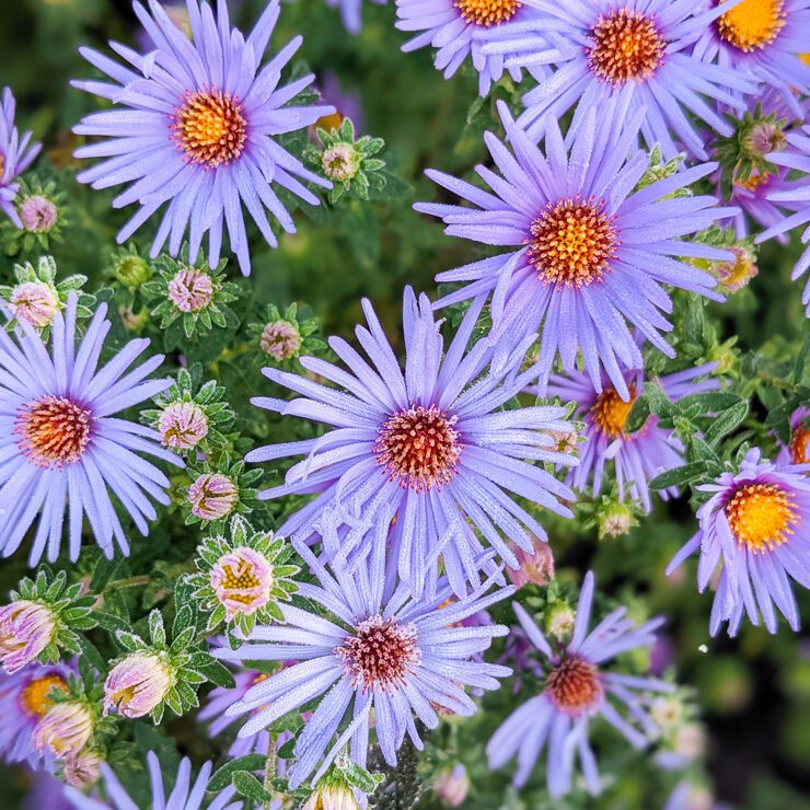purple-blue aster flowers
