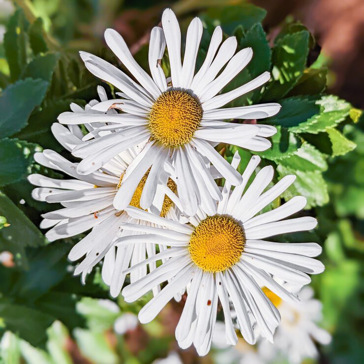 white aster flowers