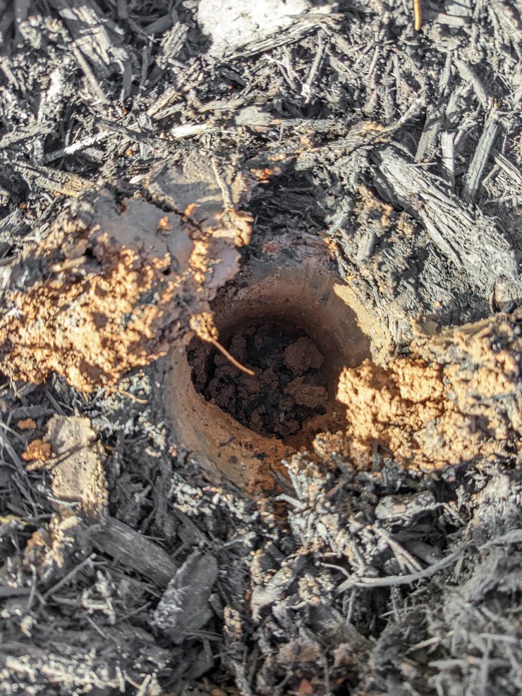 using a bulb planting tool