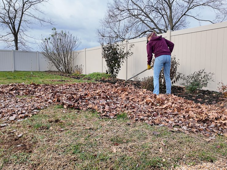 raking leaves in a yard