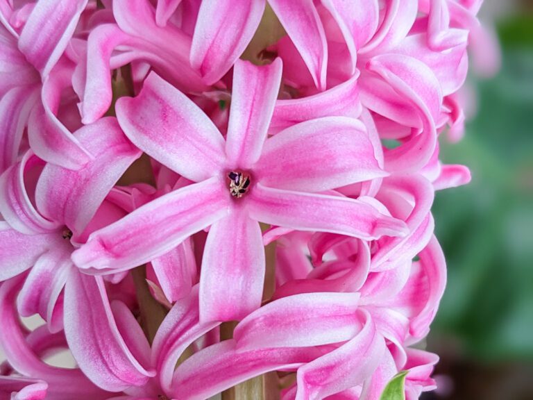 pink hyacinth