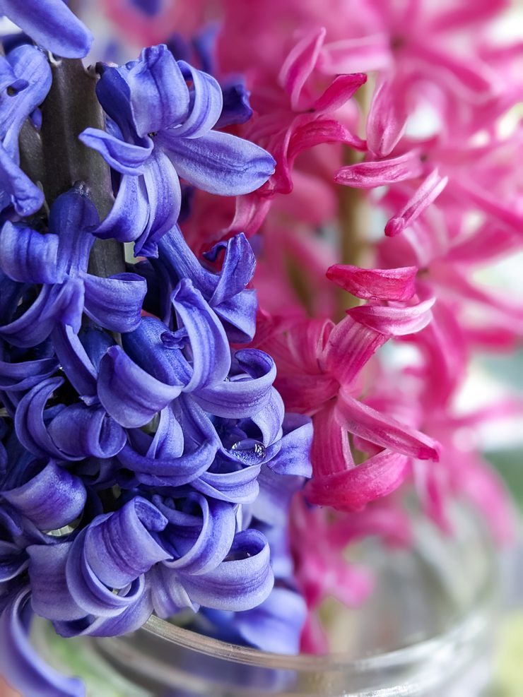 purple and pink hyacinth flowers