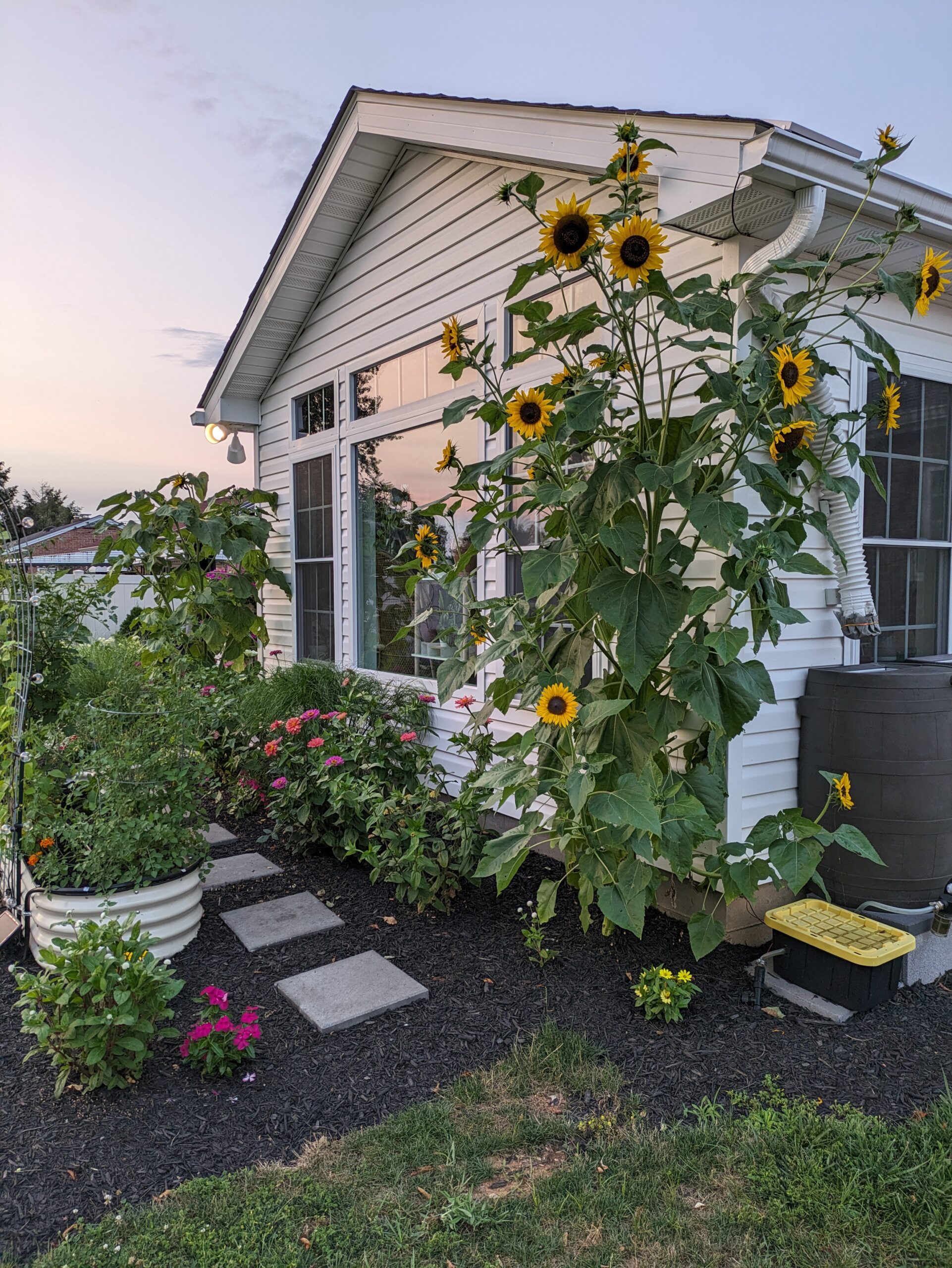 large henry wilde sunflower in a garden
