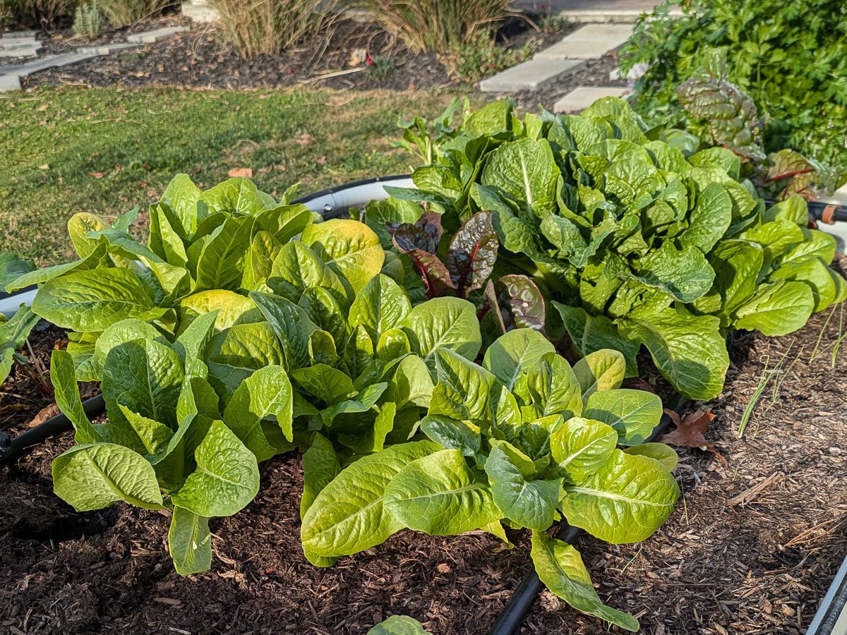lettuce growing in a raised bed