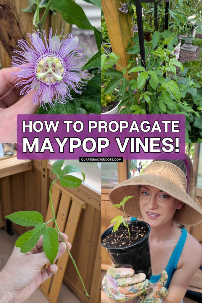 collage that says how to propagate maypop vines with pictures of the process