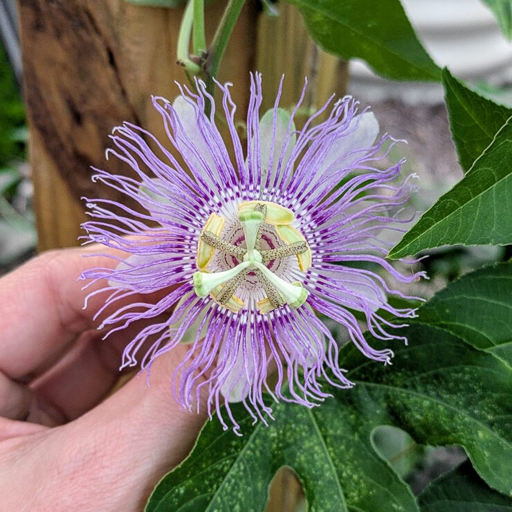 maypop flower