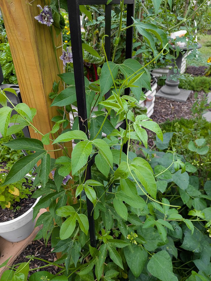 passiflora incarnata vine