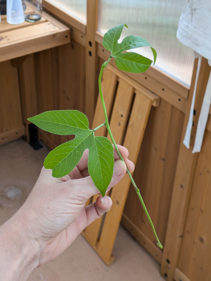 passiflora incarnata cutting