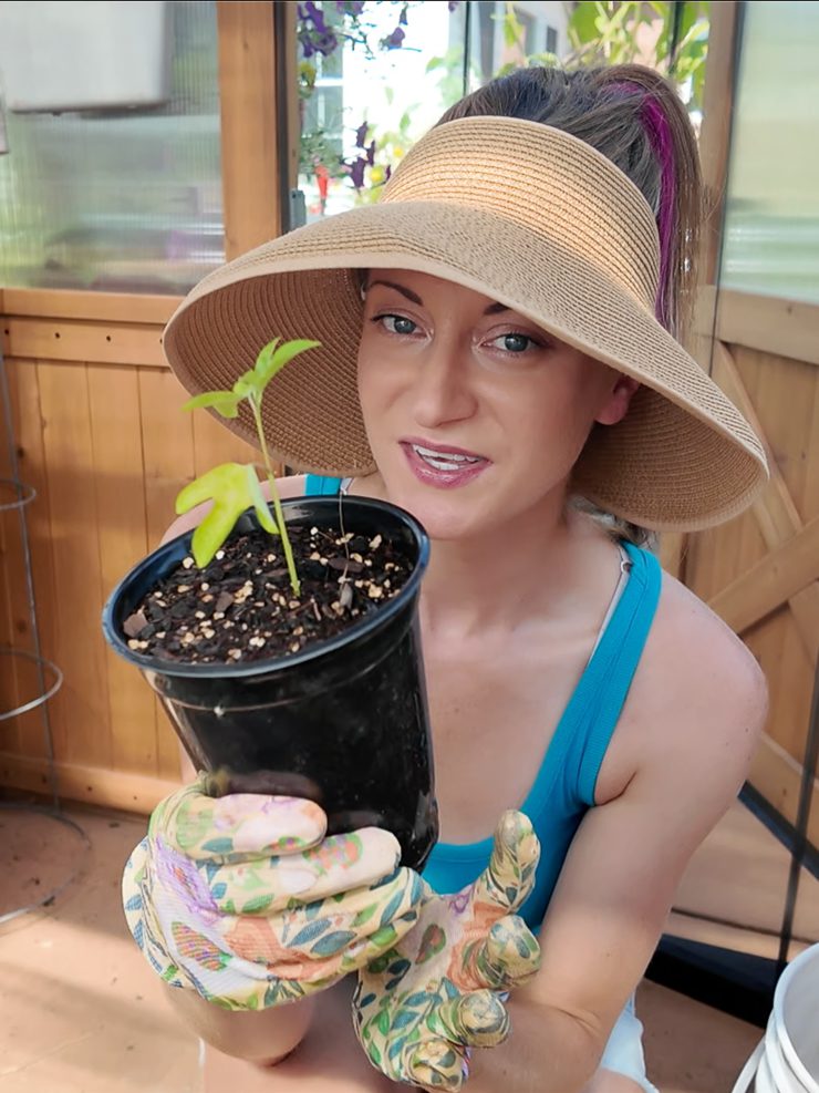 woman holding a maypop propagation