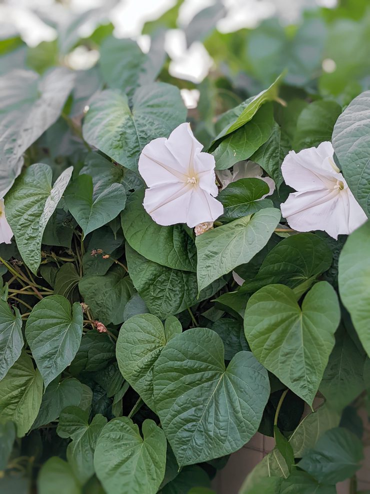 white moonflower vine flowers