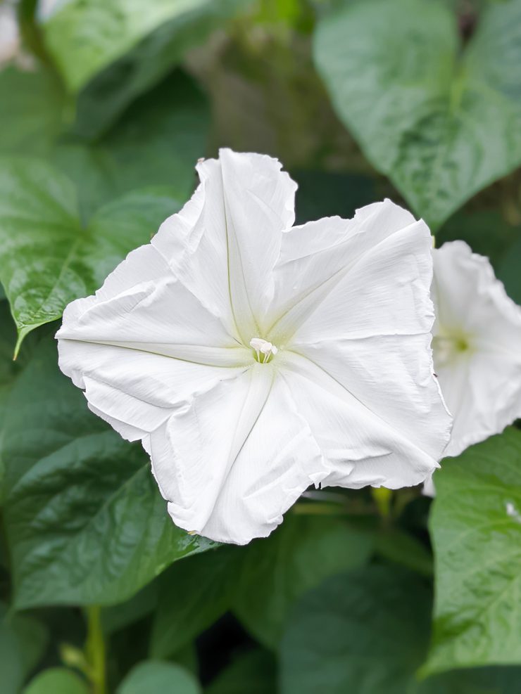 large white moonflower bloom
