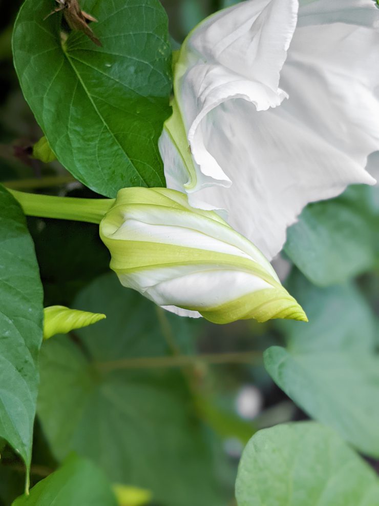 bud on a moonflower vine