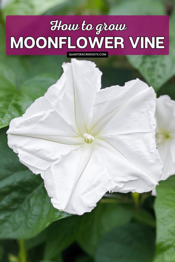 moonflower vine in bloom with text overlay that says how to grow moonflower vine