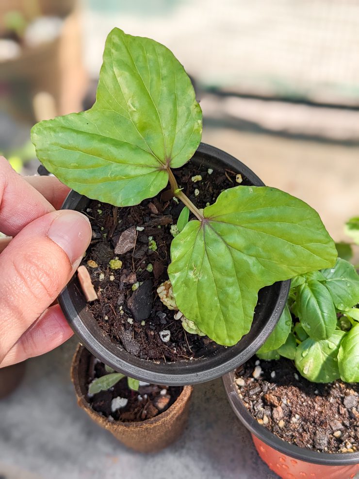 moonflower vine start