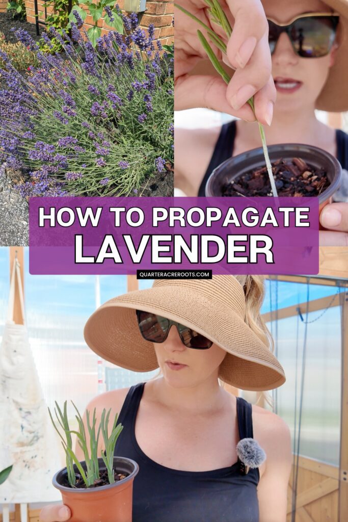 collage that says how to propagate lavender with pictures of the process