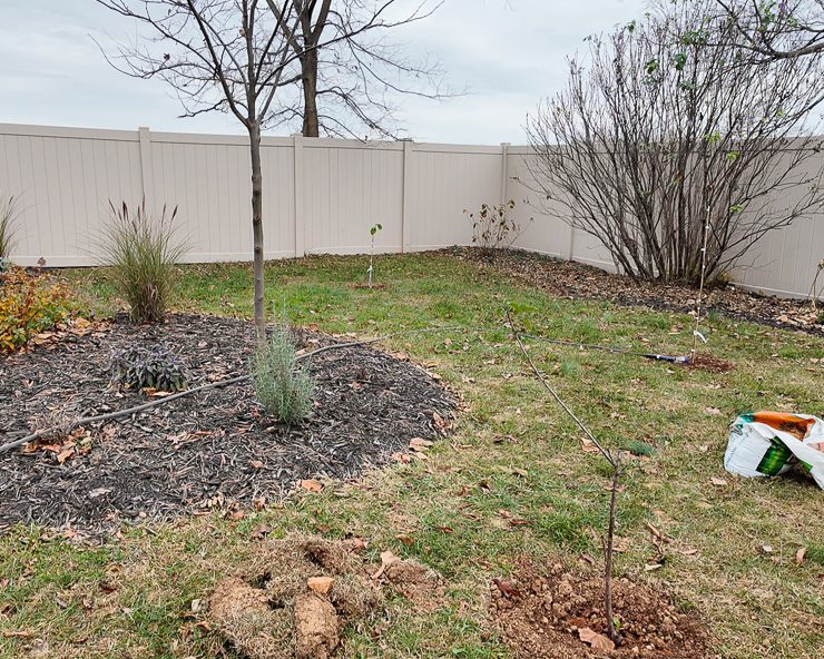 planting fruit trees in a backyard