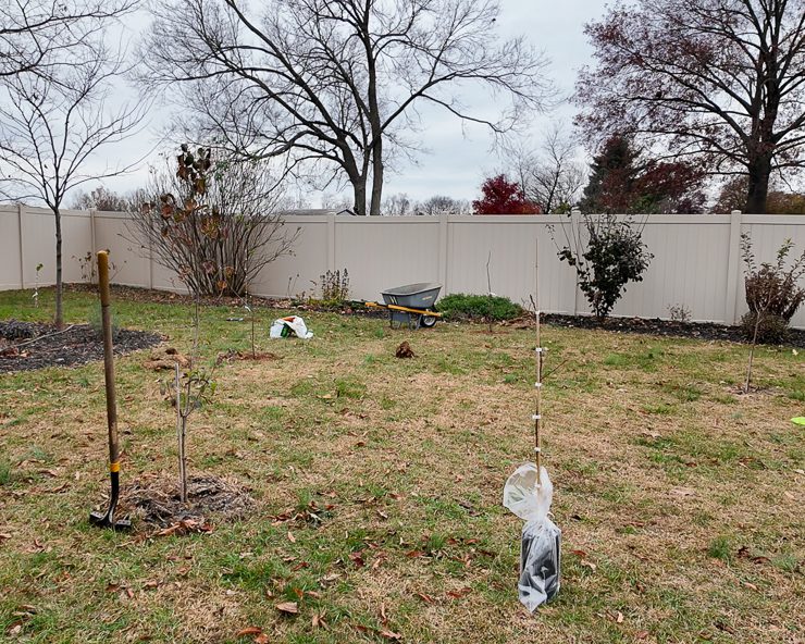 planting fruit trees in a backyard