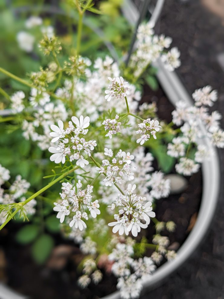 flowering cilantro