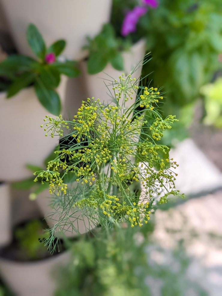 dill flowering