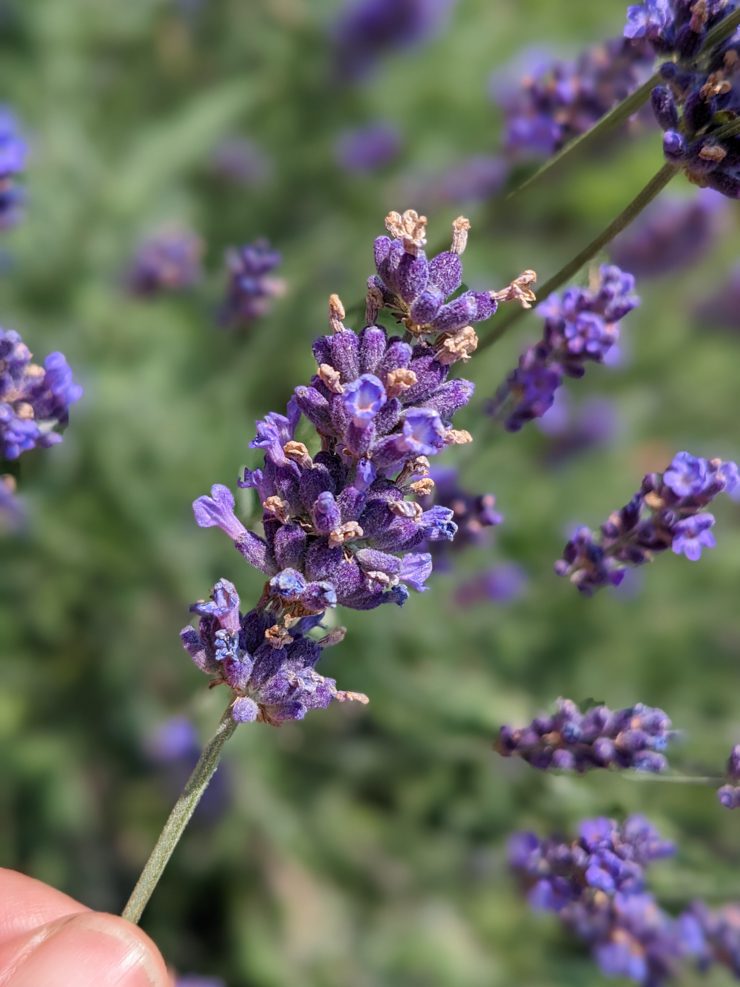 lavender flowers