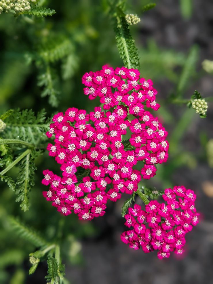 pink yarrow