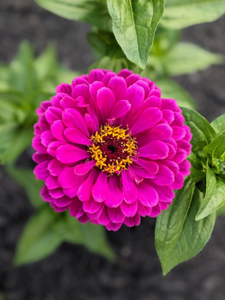 magenta zinnia