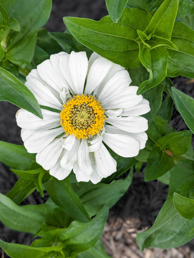 white zinnia