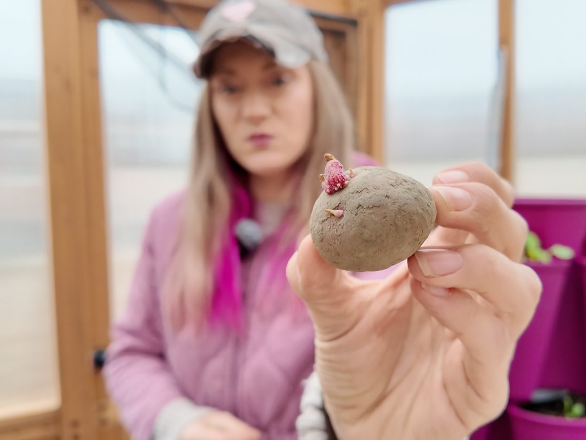 hand holding seed potato