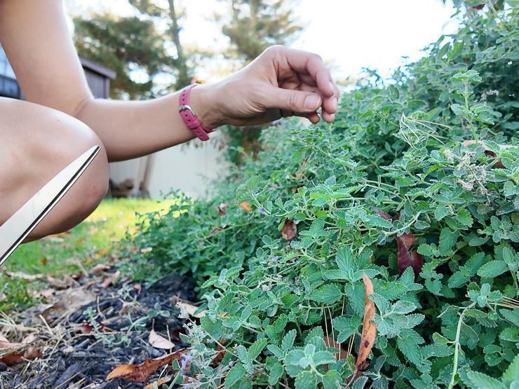 catmint plant