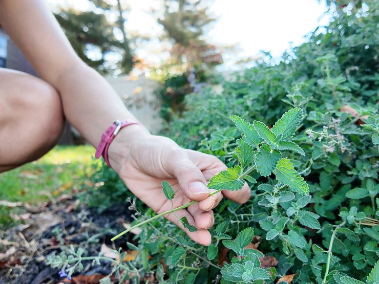 catmint plant