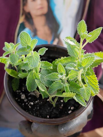 pot of catmint cuttings