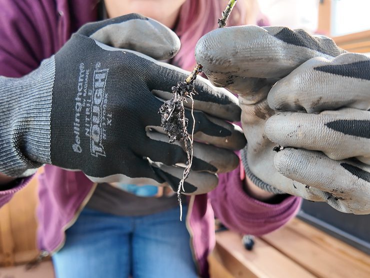 roots on a catmint propagation