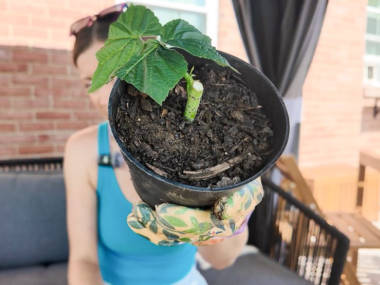 planting a raspberry cutting