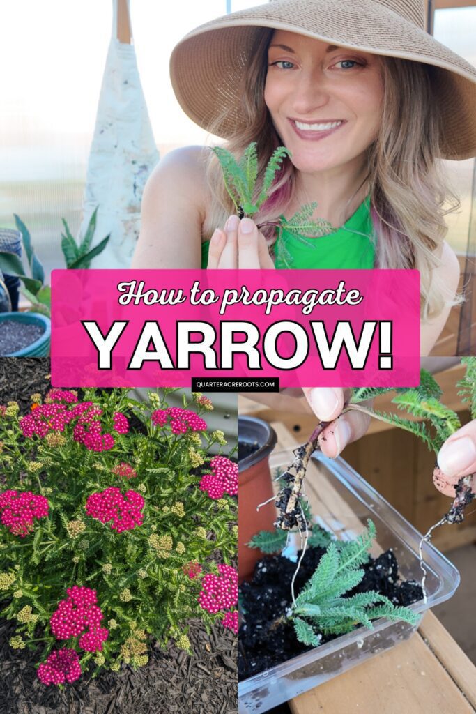 collage that says how to propagate yarrow with pictures of the process