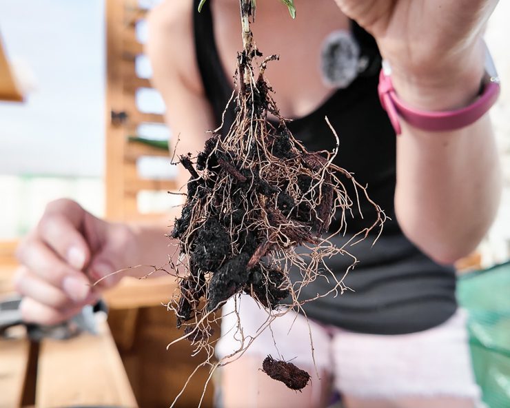 roots on a plant