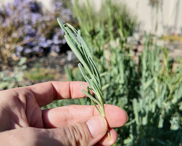lavender cutting