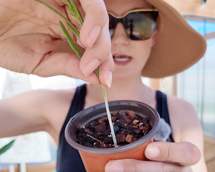propagating lavender