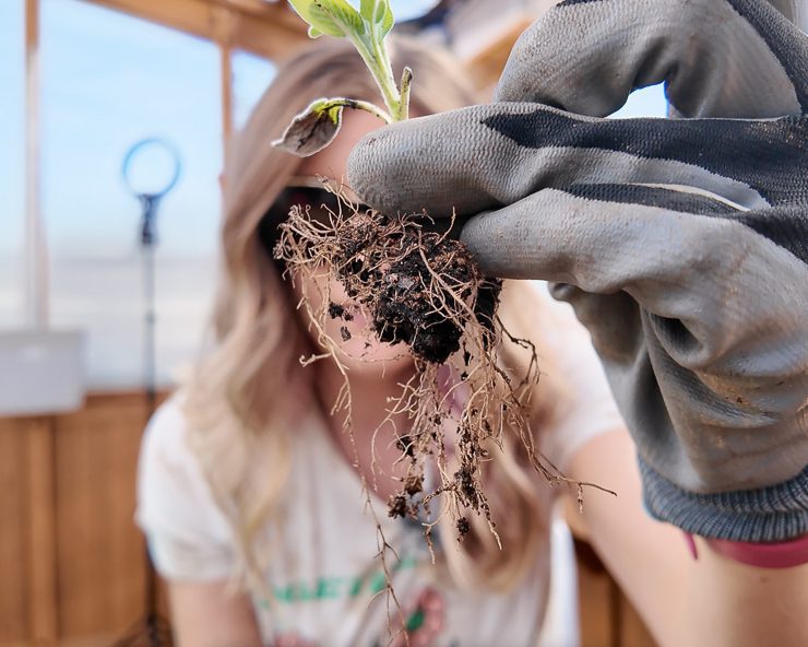 roots on a small sage plant