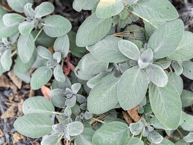 bergamot sage