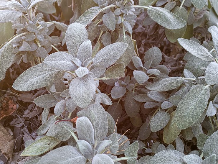 bergamot sage
