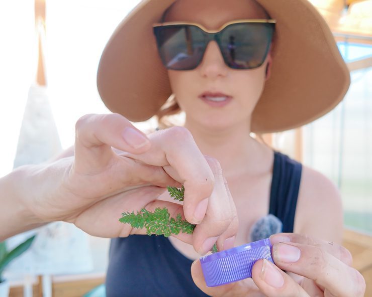 dipping a cutting in rooting hormone