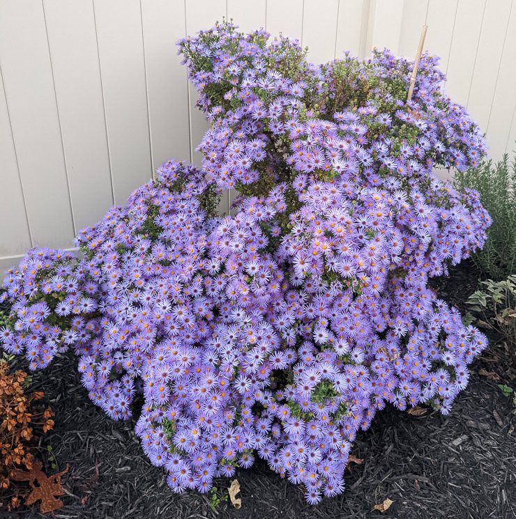 large aster plant filled with purple-blue flowers