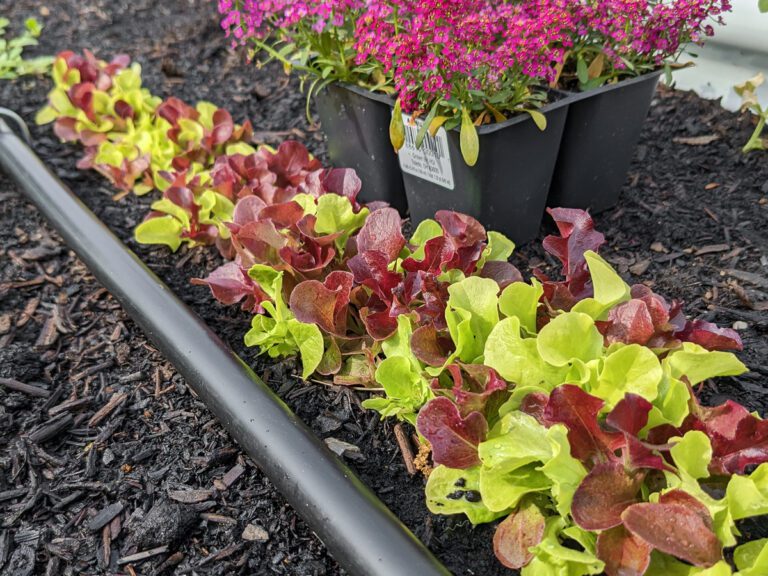irrigation tube on a garden