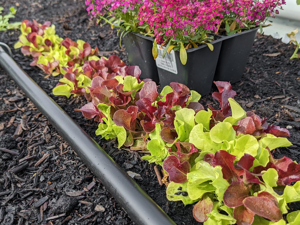 irrigation tube on a garden