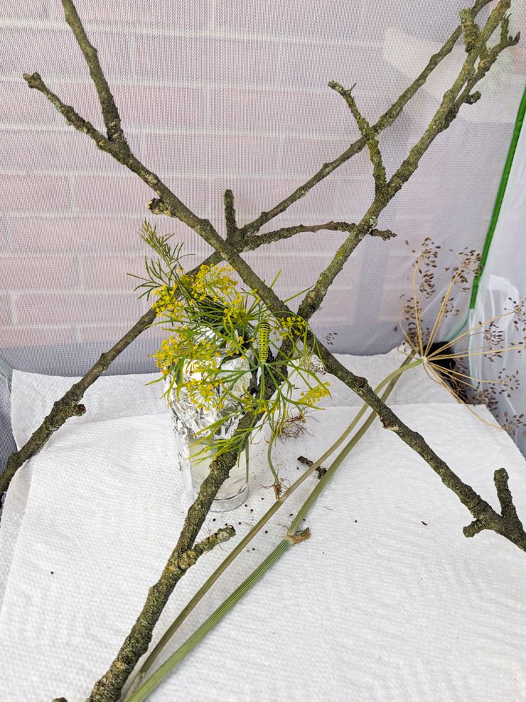 mesh cage to raise butterflies