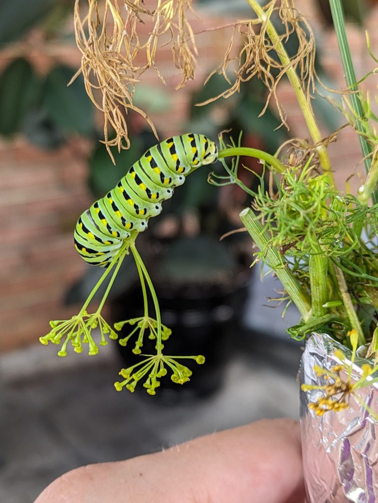 black swallowtail caterpillar eating dill
